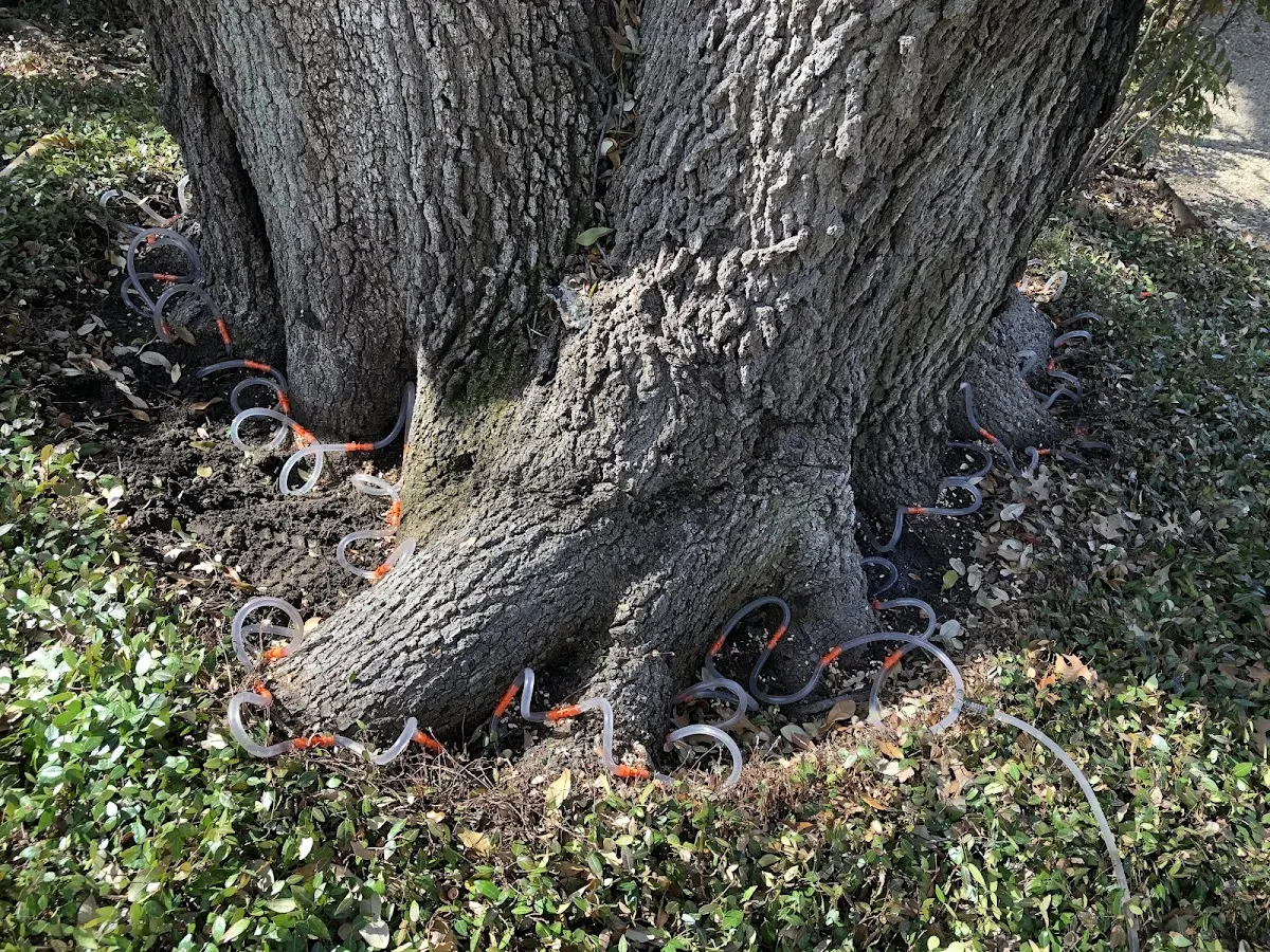 Detailed Tree Cabling and Bracing job site in Elmer