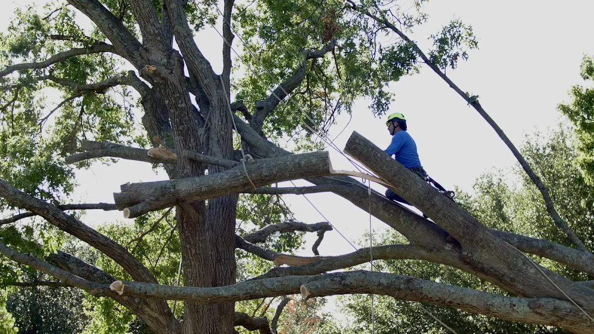 Professional Hazardous Tree Removal performed by certified arborists in Elmer