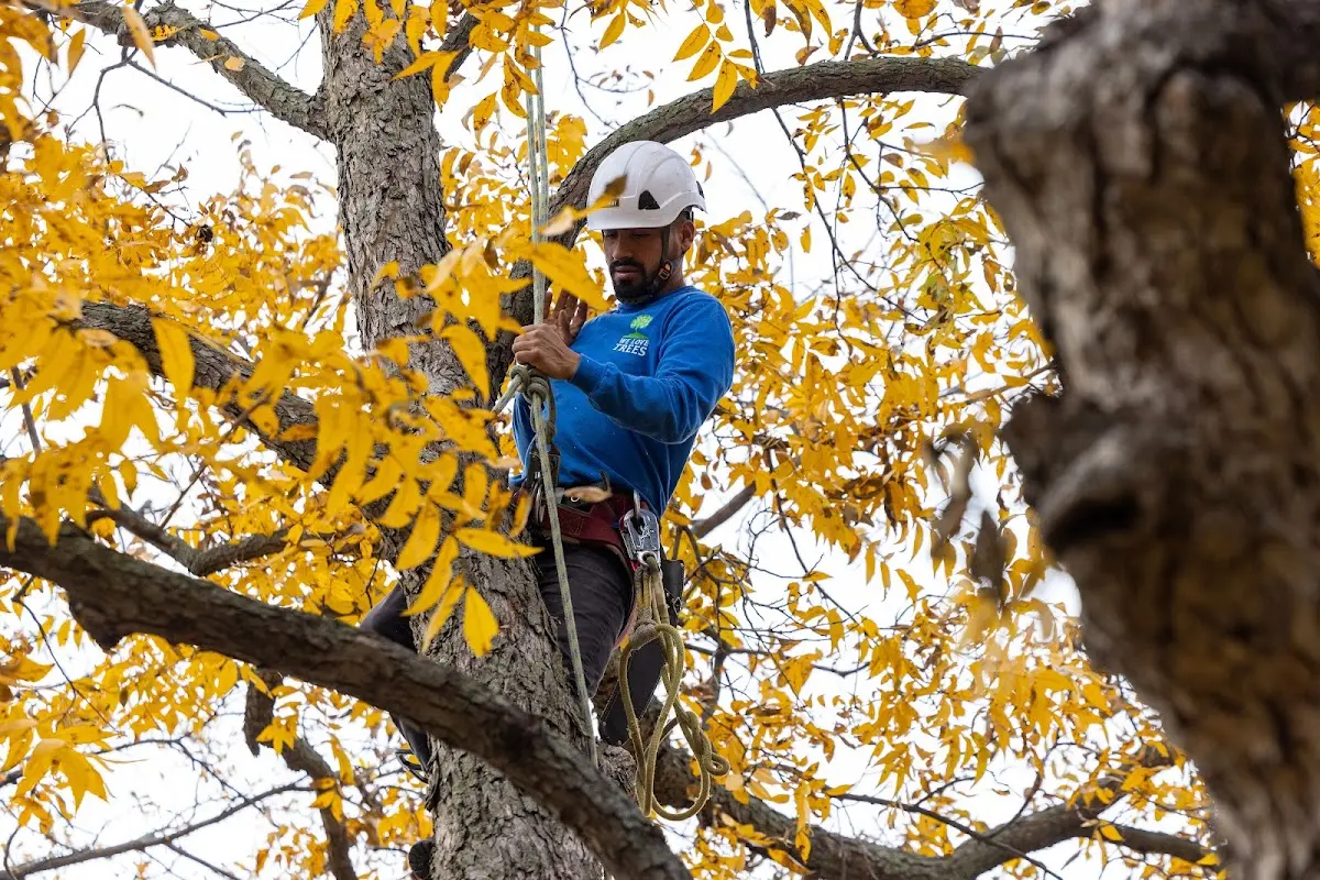 Skilled Storm Damage Cleanup crew working in Elmer